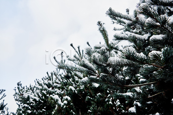 사람없음 JPG 포토 겨울 겨울풍경 눈(날씨) 문화 설경 소나무 솔잎 수원 야외 전통 주간 초록색 풍경(경치) 화성(경기도)