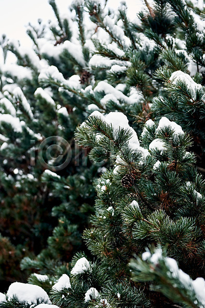 사람없음 JPG 포토 겨울 겨울풍경 눈(날씨) 문화 설경 소나무 수원 야외 전통 주간 초록색 풍경(경치) 화성(경기도) 흰색