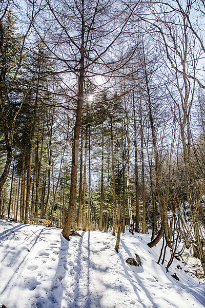 사람없음 JPG 포토 강원도 겨울풍경 나무 눈(날씨) 백두대간 선자령 야외 주간 평창