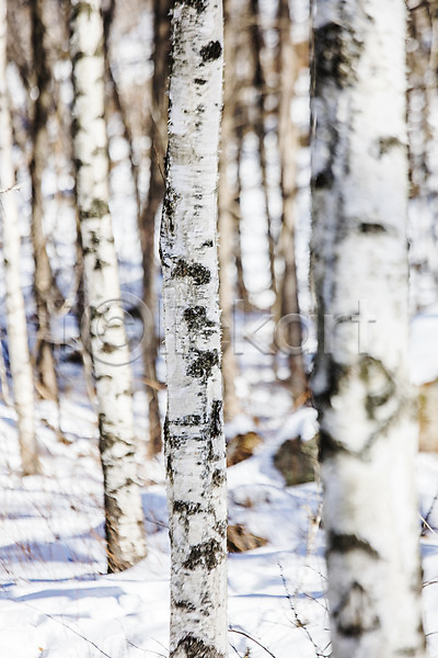 사람없음 JPG 소프트포커스 포토 강원도 겨울풍경 나무 눈(날씨) 백두대간 선자령 야외 자작나무 주간 평창