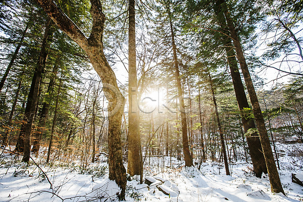 사람없음 JPG 포토 강원도 겨울풍경 눈(날씨) 소나무 야외 전나무 주간 평창 햇빛