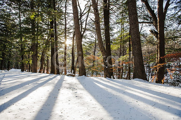 사람없음 JPG 포토 강원도 그림자 눈(날씨) 소나무 야외 전나무 주간 평창 햇빛