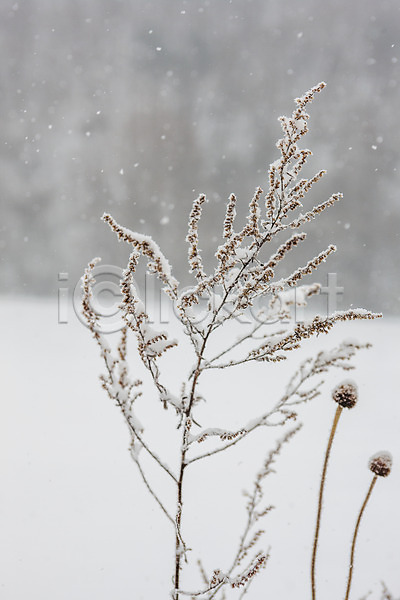사람없음 JPG 근접촬영 포토 강원도 겨울 눈(날씨) 눈내림 식물 야외 주간 평창
