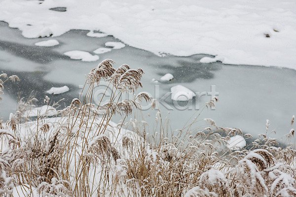 사람없음 JPG 포토 갈대밭 강 강원도 겨울풍경 눈(날씨) 야외 주간 평창