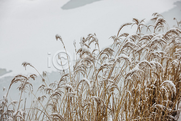 사람없음 JPG 포토 갈대밭 강원도 겨울풍경 눈(날씨) 야외 주간 평창