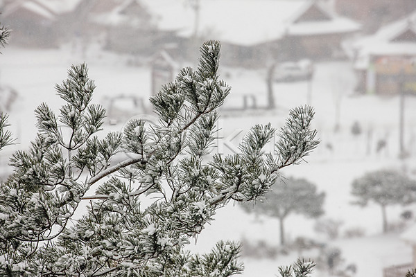 사람없음 JPG 포토 강원도 겨울풍경 눈(날씨) 사찰 소나무 야외 월정사 전나무 주간 평창
