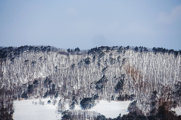 사람없음 JPG 포토 강원도 겨울풍경 눈(날씨) 산 소나무 야외 전나무 주간 평창 하늘