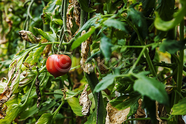 사람없음 JPG 포토 과채 농작물 부산 야외 잎 주간 토마토 특산물