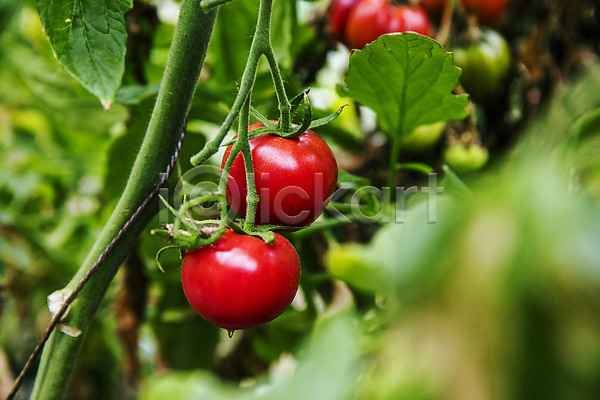 사람없음 JPG 근접촬영 소프트포커스 포토 과채 농작물 부산 야외 주간 토마토 특산물