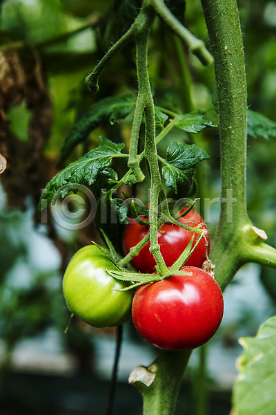 사람없음 JPG 포토 과채 농작물 부산 야외 주간 토마토 특산물