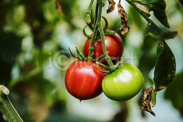 사람없음 JPG 아웃포커스 포토 과채 농작물 부산 야외 주간 토마토 특산물
