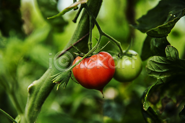 사람없음 JPG 근접촬영 포토 과채 농작물 부산 야외 주간 토마토 특산물