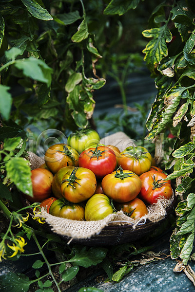 사람없음 JPG 포토 과채 농작물 담기 바구니 바닥 부산 야외 잎 주간 토마토 특산물