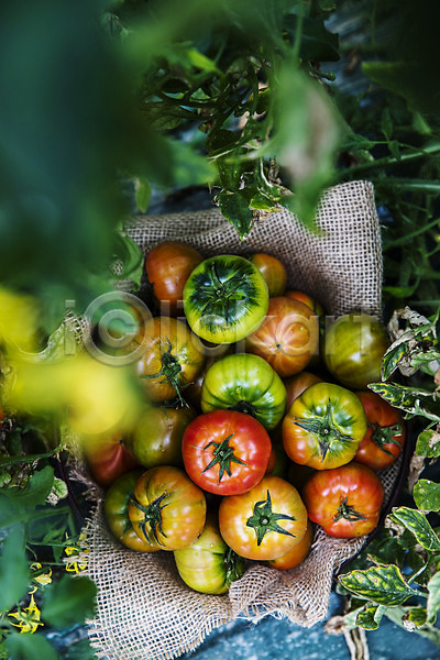 사람없음 JPG 소프트포커스 포토 하이앵글 과채 농작물 바닥 부산 쌓기 야외 잎 주간 토마토 특산물