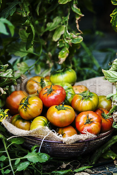 사람없음 JPG 포토 과채 농작물 담기 바닥 부산 야외 잎 주간 토마토 특산물