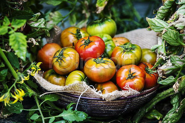 사람없음 JPG 근접촬영 포토 과채 농작물 담기 바구니 부산 야외 잎 주간 토마토 특산물