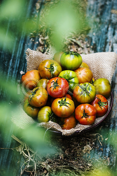 사람없음 JPG 소프트포커스 포토 하이앵글 과채 농작물 담기 부산 야외 주간 토마토 특산물