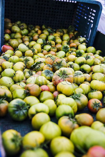 사람없음 JPG 포토 과채 농작물 바구니 부산 쏟아짐 야외 주간 토마토 특산물