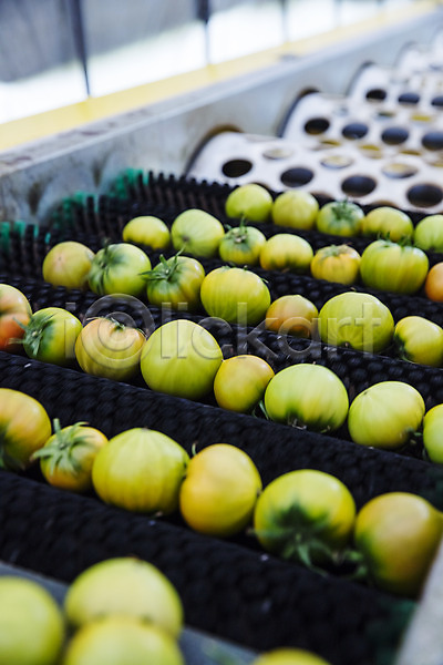 사람없음 JPG 포토 과채 기계 농작물 부산 야외 주간 토마토 특산물