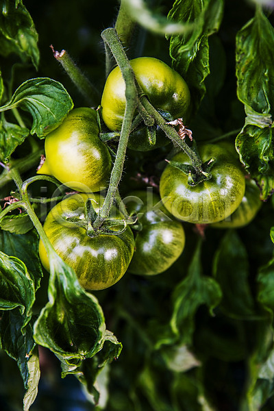 사람없음 JPG 근접촬영 포토 과채 농작물 부산 야외 잎 주간 토마토 특산물