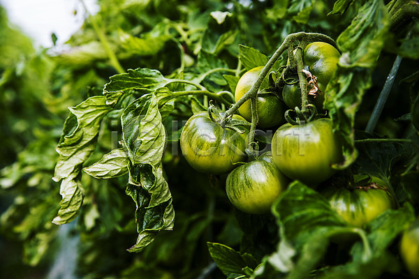 사람없음 JPG 포토 과채 농작물 부산 야외 주간 초록색 토마토 특산물
