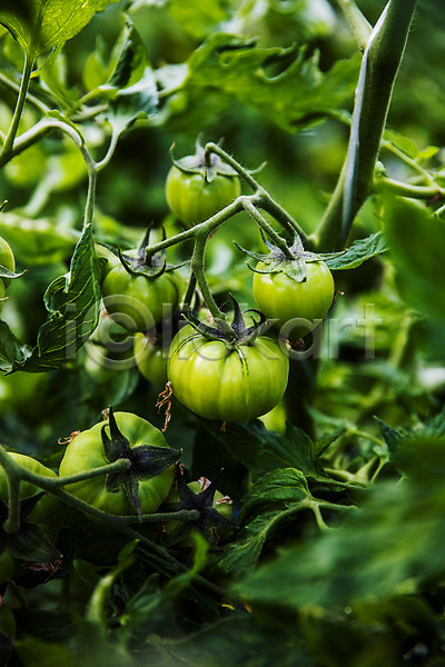 사람없음 JPG 소프트포커스 포토 과채 농작물 부산 야외 주간 토마토 특산물
