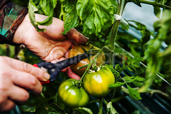 신체부위 JPG 포토 가위(도구) 농작물 들기 부산 손 야외 자르기 주간 토마토 특산물