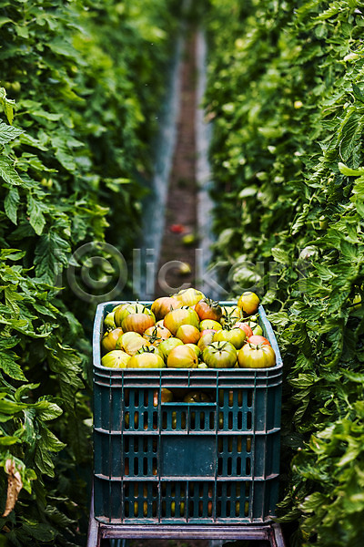 사람없음 JPG 포토 과채 농작물 담기 바구니 부산 야외 주간 토마토 특산물