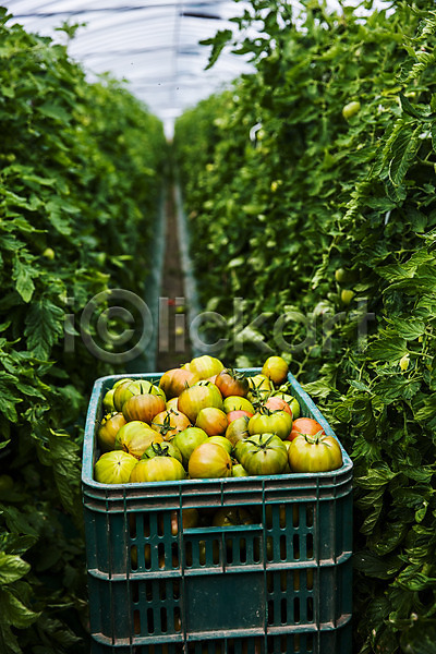 사람없음 JPG 포토 과채 농작물 담기 바구니 부산 비닐하우스 야외 주간 토마토 특산물