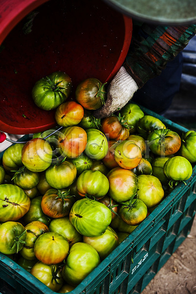 신체부위 JPG 포토 농작물 들기 바구니 부산 손 쏟아짐 야외 주간 토마토 특산물