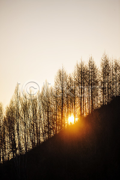 사람없음 JPG 실루엣 포토 강원도 겨울산 겨울풍경 숲 아침 야외 인제군 일출 자작나무 주간 햇빛