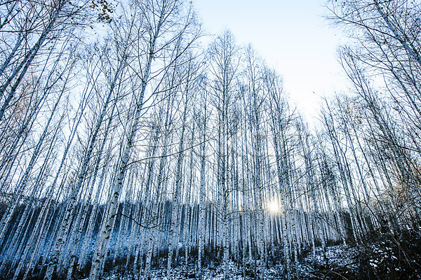 사람없음 JPG 포토 강원도 겨울산 겨울풍경 야외 인제군 자작나무 자작나무숲 주간 하늘 한국 햇빛