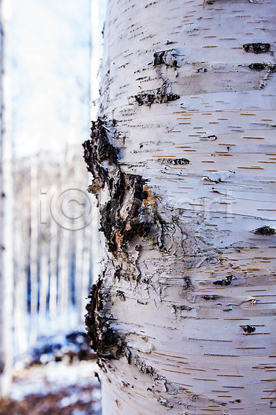 사람없음 JPG 근접촬영 아웃포커스 포토 강원도 겨울산 겨울풍경 야외 인제군 자작나무 자작나무숲 주간 한국