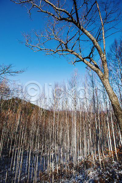 사람없음 JPG 포토 강원도 겨울산 겨울풍경 나무 산 야외 인제군 자작나무숲 주간 하늘 한국
