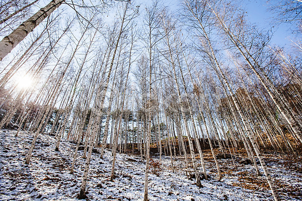 사람없음 JPG 포토 강원도 겨울산 겨울풍경 야외 인제군 자작나무숲 주간 하늘 한국 햇빛