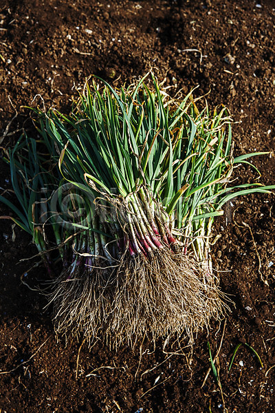 사람없음 JPG 포토 경상남도 밭 사천 식재료 야외 주간 채소 특산물 풋마늘 흙