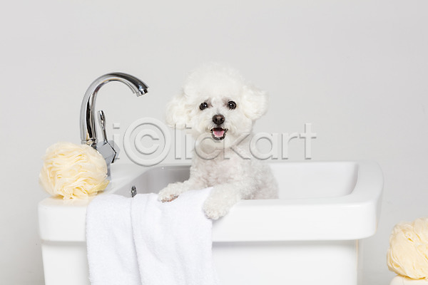 사람없음 JPG 포토 강아지 목욕 반려 반려동물 비숑프리제 스튜디오촬영 실내 오브젝트 욕조 위생용품 한마리 흰배경