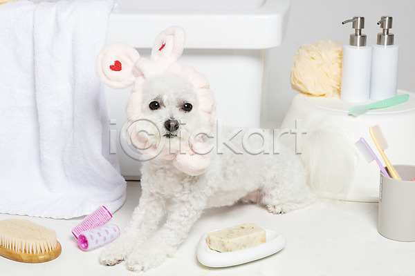 사람없음 JPG 포토 강아지 목욕 반려 반려동물 비숑프리제 스튜디오촬영 실내 오브젝트 욕조 위생용품 한마리 흰배경