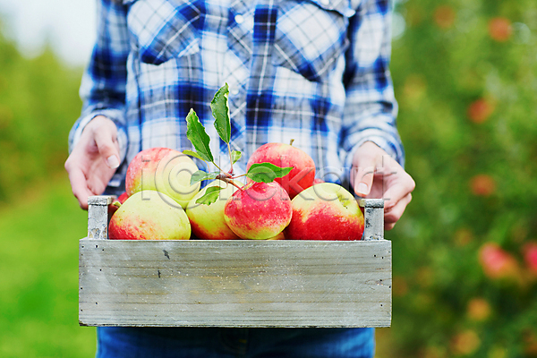백인 성인 성인여자한명만 한명 JPG 아웃포커스 포토 해외이미지 과수원 나무상자 농부 들기 미소(표정) 사과 사과농장 상반신 야외 주간