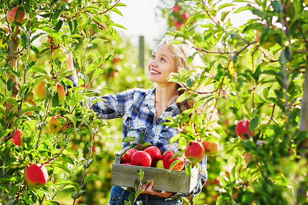 백인 성인 성인여자한명만 한명 JPG 앞모습 포토 해외이미지 과수원 나무상자 농부 들기 미소(표정) 사과 사과농장 상반신 수확 야외 응시 주간