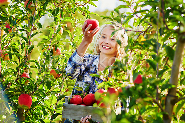 백인 성인 성인여자한명만 한명 JPG 앞모습 포토 해외이미지 과수원 나무상자 농부 들기 미소(표정) 사과 사과농장 상반신 수확 야외 주간