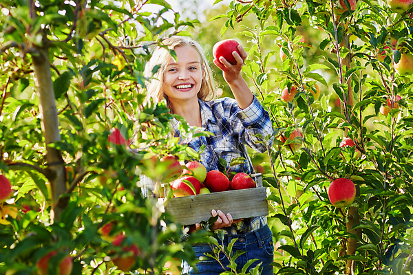 백인 성인 성인여자한명만 한명 JPG 아웃포커스 앞모습 포토 해외이미지 과수원 나무상자 농부 들기 미소(표정) 사과 사과농장 상반신 수확 야외 주간