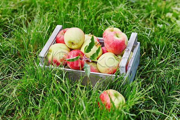 사람없음 JPG 포토 해외이미지 과수원 담기 들기 사과 사과상자 야외 잔디 주간