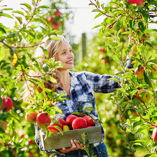 백인 성인 성인여자한명만 한명 JPG 아웃포커스 앞모습 포토 해외이미지 과수원 나무상자 농부 미소(표정) 사과 사과농장 상반신 수확 야외 잡기 주간