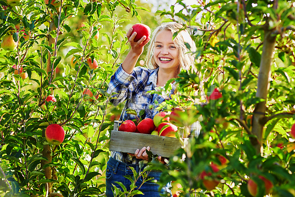 백인 성인 성인여자한명만 한명 JPG 아웃포커스 앞모습 포토 해외이미지 과수원 나무상자 농부 들기 미소(표정) 사과 사과농장 상반신 수확 야외 주간