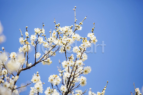 사람없음 JPG 소프트포커스 포토 경상남도 김해 나뭇가지 매화 봄 야외 입춘 주간 하늘