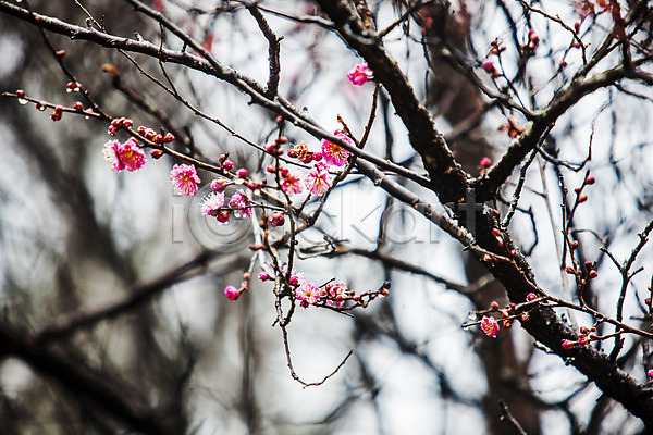사람없음 JPG 포토 나뭇가지 담양 봄 야외 전라북도 주간 홍매화