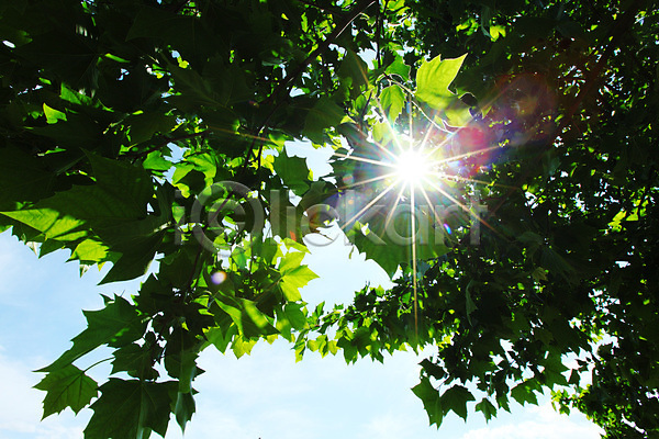 사람없음 JPG 포토 해외이미지 공원 나무 나뭇가지 맑음 숲 식물 잎 태양 하늘 해외202004 햇빛