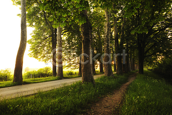 사람없음 JPG 포토 해외이미지 공원 꽃 나무 도로 마법 맑음 숲 식물 아침 야외 이슬 잎 풍경(경치) 해외202004