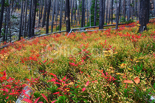 사람없음 JPG 포토 해외이미지 미국 산 소나무 숲 식물 야외 언덕 잎 잡초 풍경(경치) 해외202004